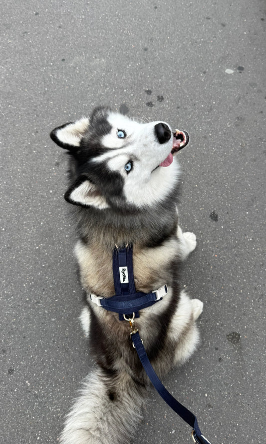 Laisse mains libres velours côtelée BLEU MARINE