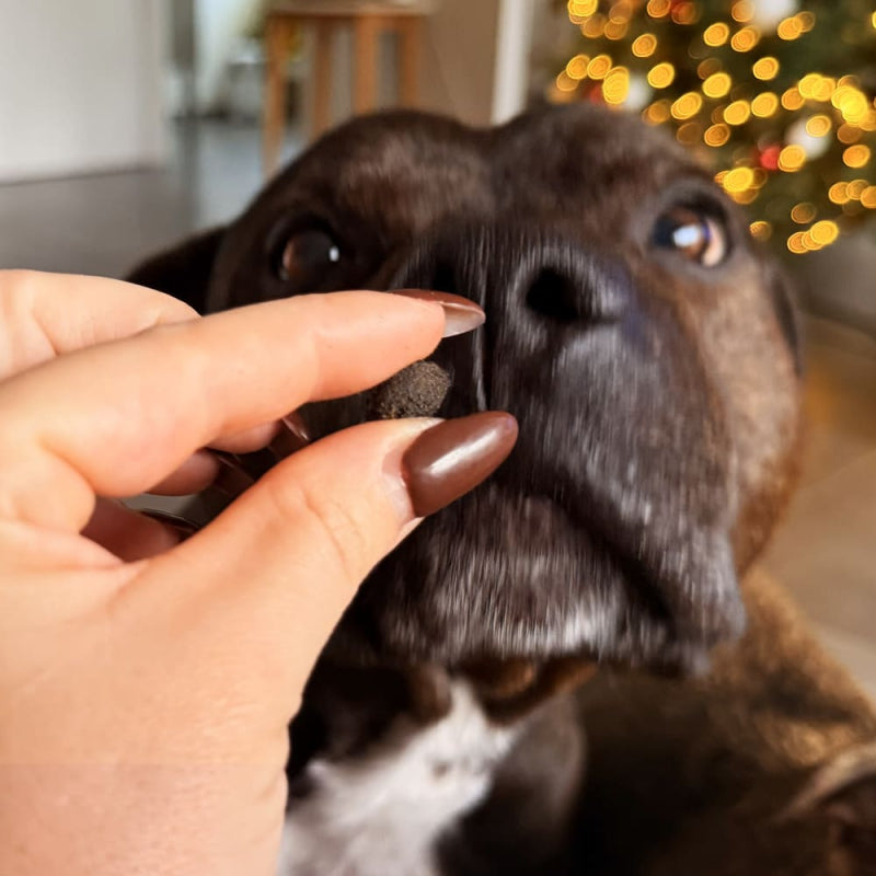 DAISY - Les friandises digestives