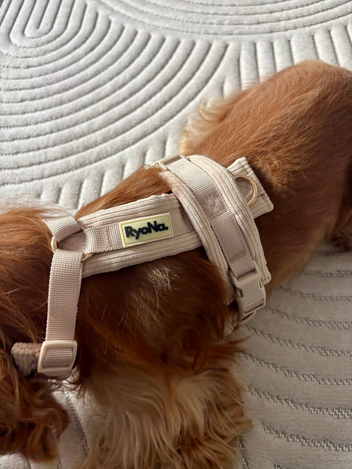 Laisse mains libres velours côtelée BEIGE