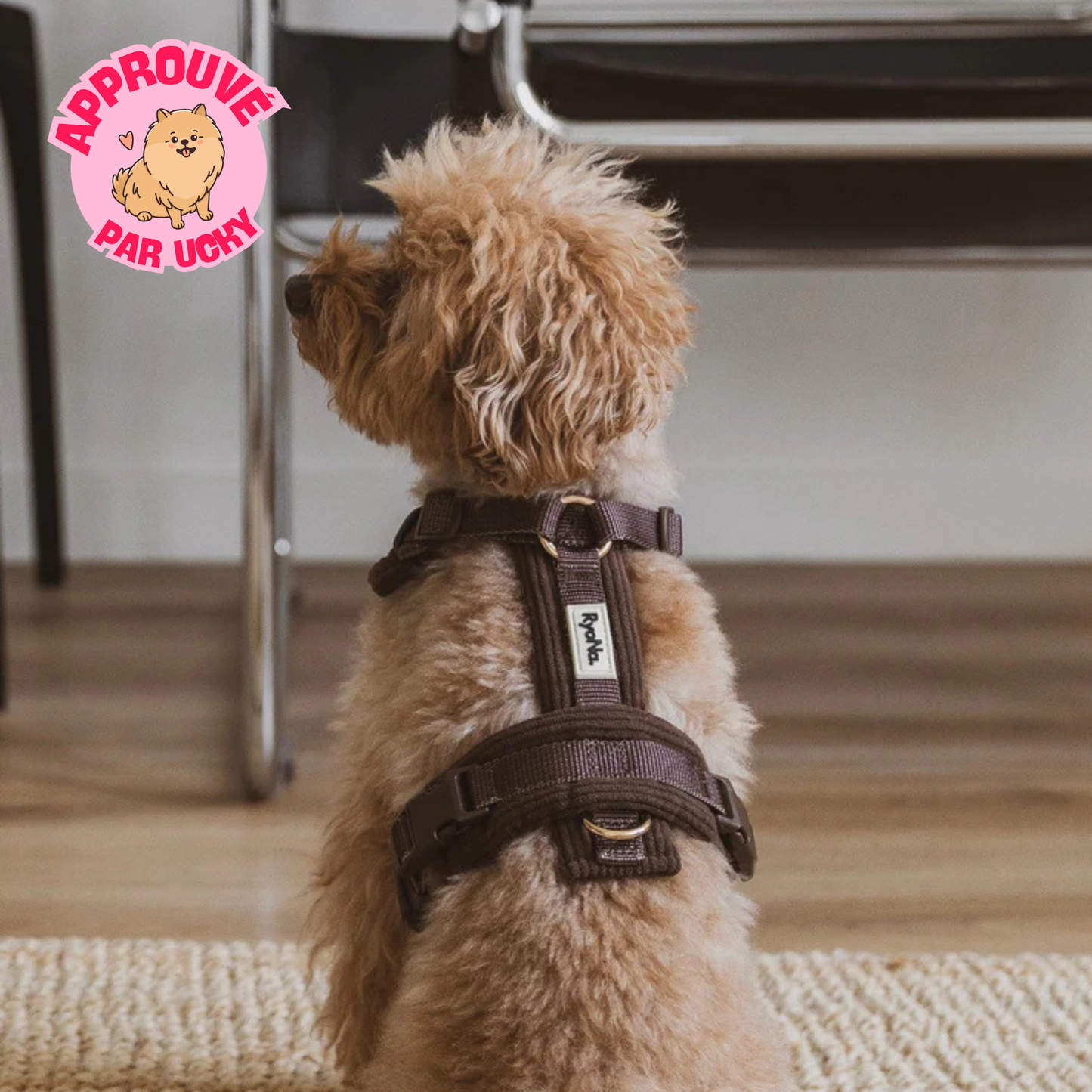 Harnais velours côtelé MARRON