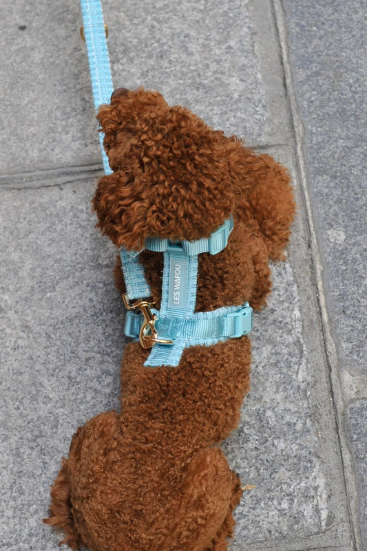 Harnais tweed BLEU CIEL