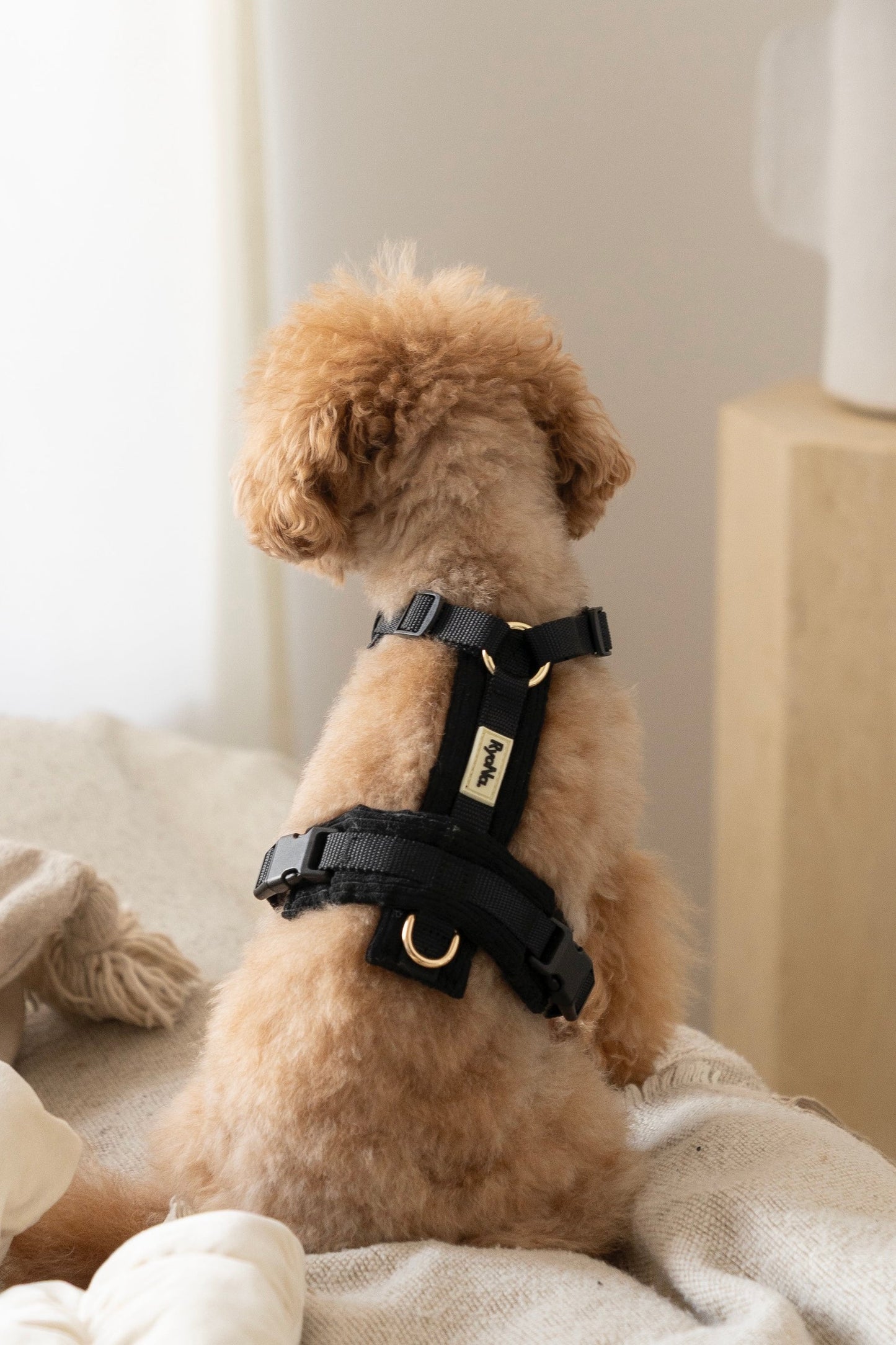 Harnais velours côtelé NOIR