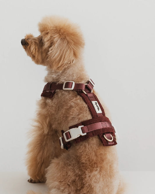 Harnais velours côtelé BORDEAUX