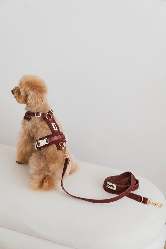 Laisse mains libres velours côtelée BORDEAUX