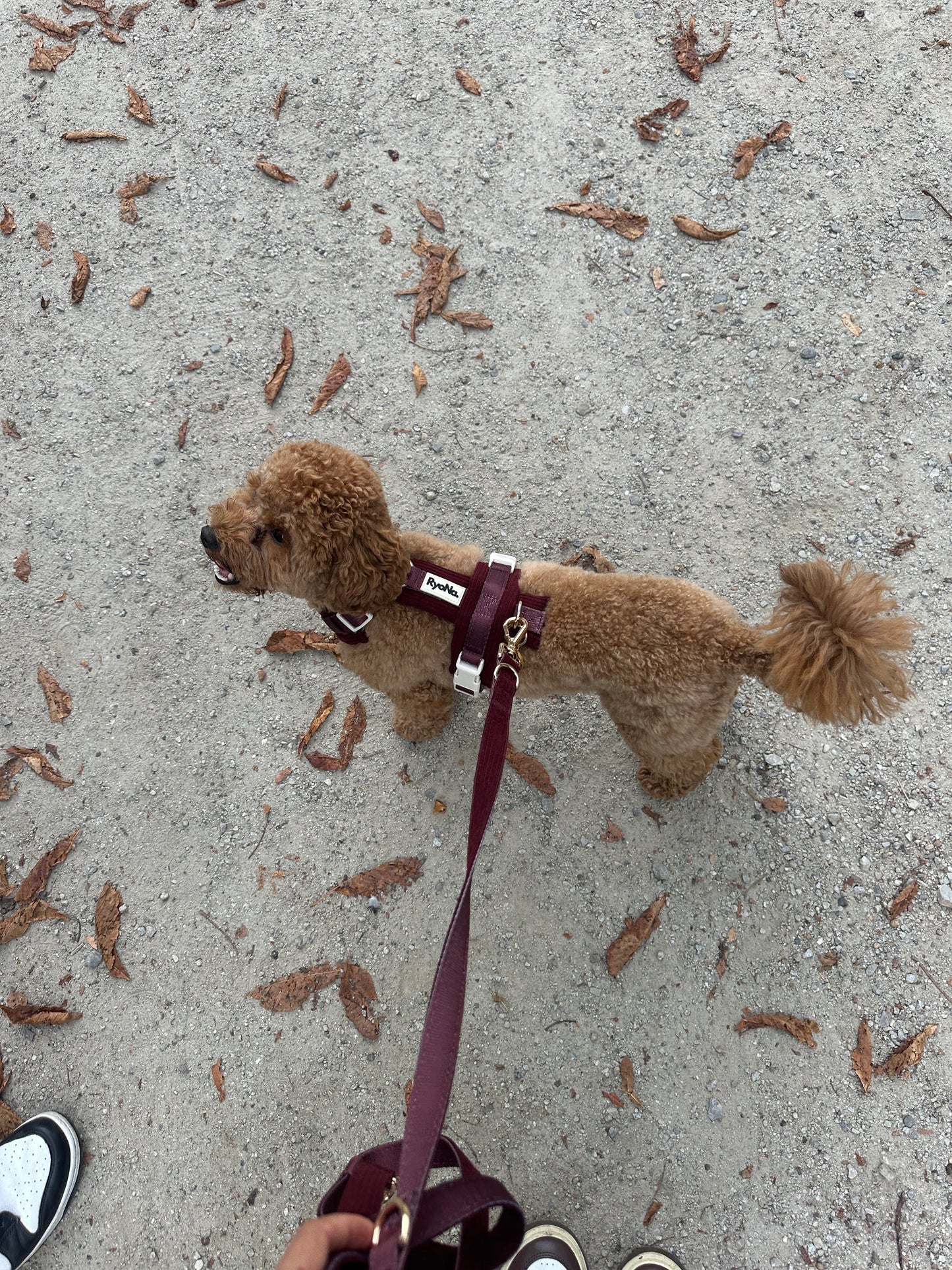 Laisse mains libres velours côtelée BORDEAUX